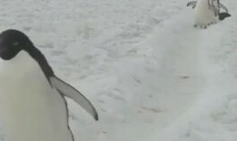 情侣小视频国产区,国产情侣小视频甜蜜瞬间大盘点