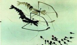 蝌蚪网国产,蝌蚪网引领绿色科技新潮流